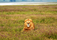 Tanzania Safari 2018