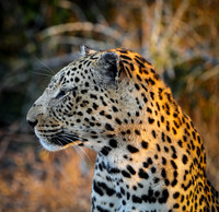 Zimbabwe Safari 2023